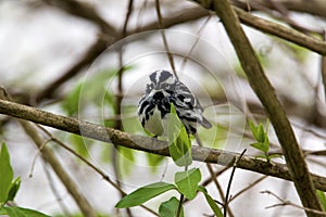 Black and White Warbler  708209