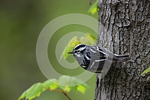 Black-and-white Warbler (Mniotilta varia)