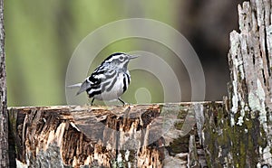 Black and White Warbler song bird on fence post, Clarke County Georgia birding photography photo