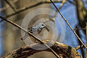 Black-and white warbler perched overhead.