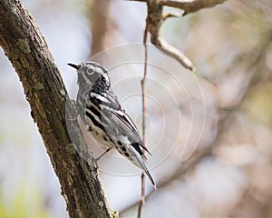 A Black and White Warbler resting on a tree during spring migration