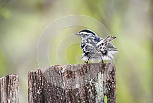 Black and White Warbler song bird territorial display, Clarke County Georgia birding photography