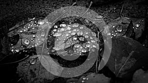 Black and White of water Droplets on fallen leaves