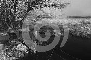 Black and white of wetlands area