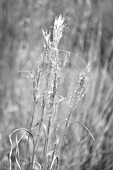 Black and white wild reed in field