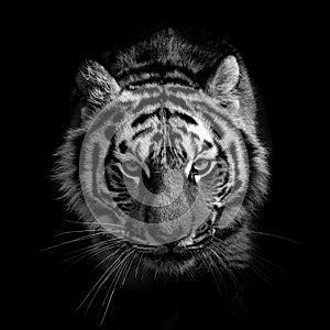 Black and white wild tiger portrait