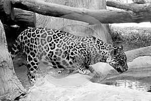 Black and white Wildlife of Jaguar drink water in zoo
