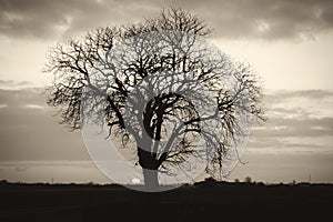 Black and white winter Elm tree silhouette.