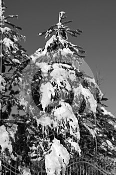black and white winter photos, glass trees and snow, snow and pine trees