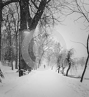 Black and white winter scene with a lone person walking in a blizzard along trees alley in the snowy park. Wanderer silhouette on