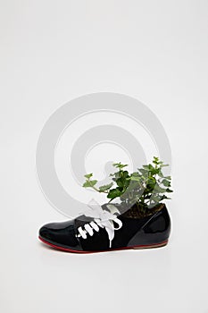 Plant in a black and white women shoe photo