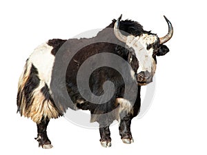 Black and white yak isolated on white background, Yaks are farm and caravan animal in Nepal and Tibet