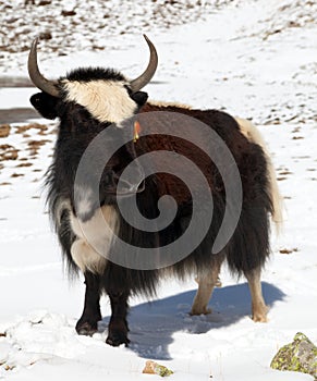 Black and white yak on snow background in Annapurna Area