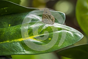 Black white yellow butterfly on a green leaf