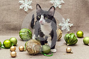 Black and white young cat and Christmas decorations