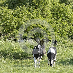 Black and white young cows under green fresh leaves of fruit trees with blossoming flowers in spring meadow