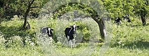 Black and white young cows under green fresh leaves of fruit trees with blossoming flowers in spring meadow