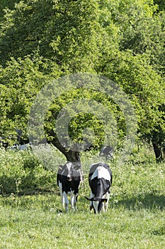 Black and white young cows under green fresh leaves of fruit trees with blossoming flowers in spring meadow