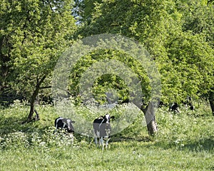 Black and white young cows under green fresh leaves of fruit trees with blossoming flowers in spring meadow