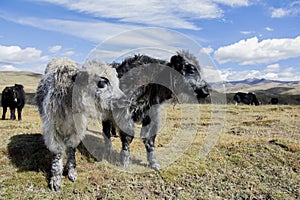 Black and white, young Domestic Yaks Bos grunniens, standing in the grassland of Tagong