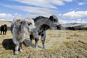 Black and white, young Domestic Yaks standing in the grassland of Tagong