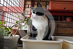 A black and white young neutered male cat sits in a plastic tray and dreams instead of defecating in it. Keeping pets in