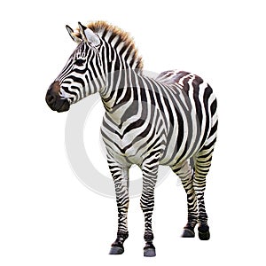 Black and white zebra