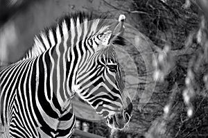 Black and white zebra at Calgary zoo
