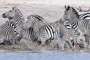 Black and white Zebra Herd running from water