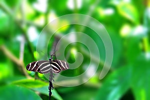 Black & white Zebra Longwing butterfly