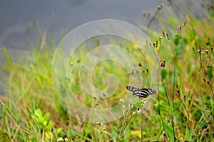 Black & white zebra longwing butterfly