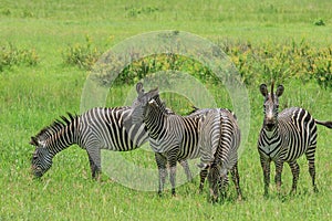 Black and White Zebra in the Mikumi National Park, Tanzania