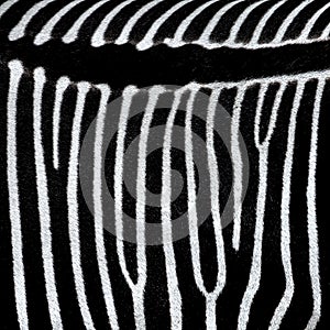 Black and white zebra pattern