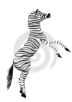 Black and white zebra