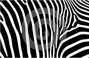 Black and white zebra stripes background. Zebra skin. Zebra background.