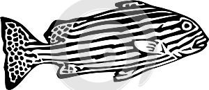 Black and White Zebrafish Illustration