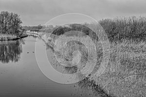 Black and whte image of a small creek in a nature reserve