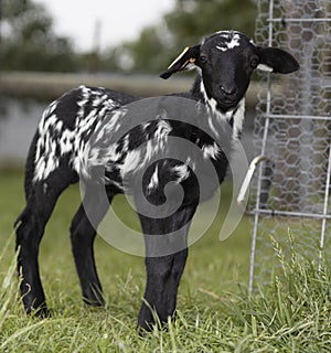 Black and whwite lamb standing outside its pen