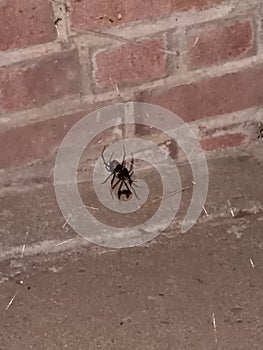 Black widow by the brick