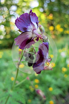 Black widow or Dusky cranesbill (Geranium phaeum)