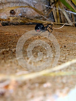 Black Widow Making Web