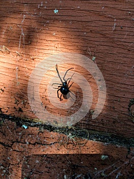 Black Widow and second spider on wood streaming light with Webs