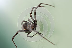 Black Widow Spider