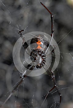 Black Widow Spider