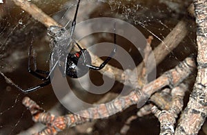 Čierny vdova pavúk 