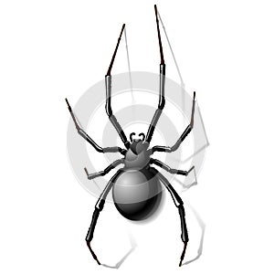 Black widow spider photo