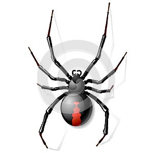 Black Widow spider