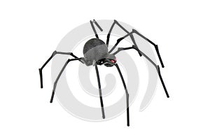 Black Widow Spider