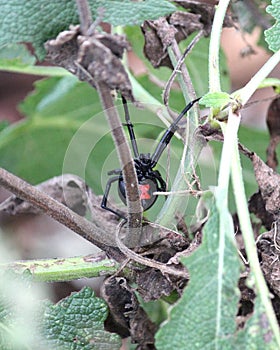 Black Widow Spider