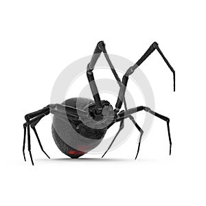Black Widow Spider 3D Illustration Isolated On White Background